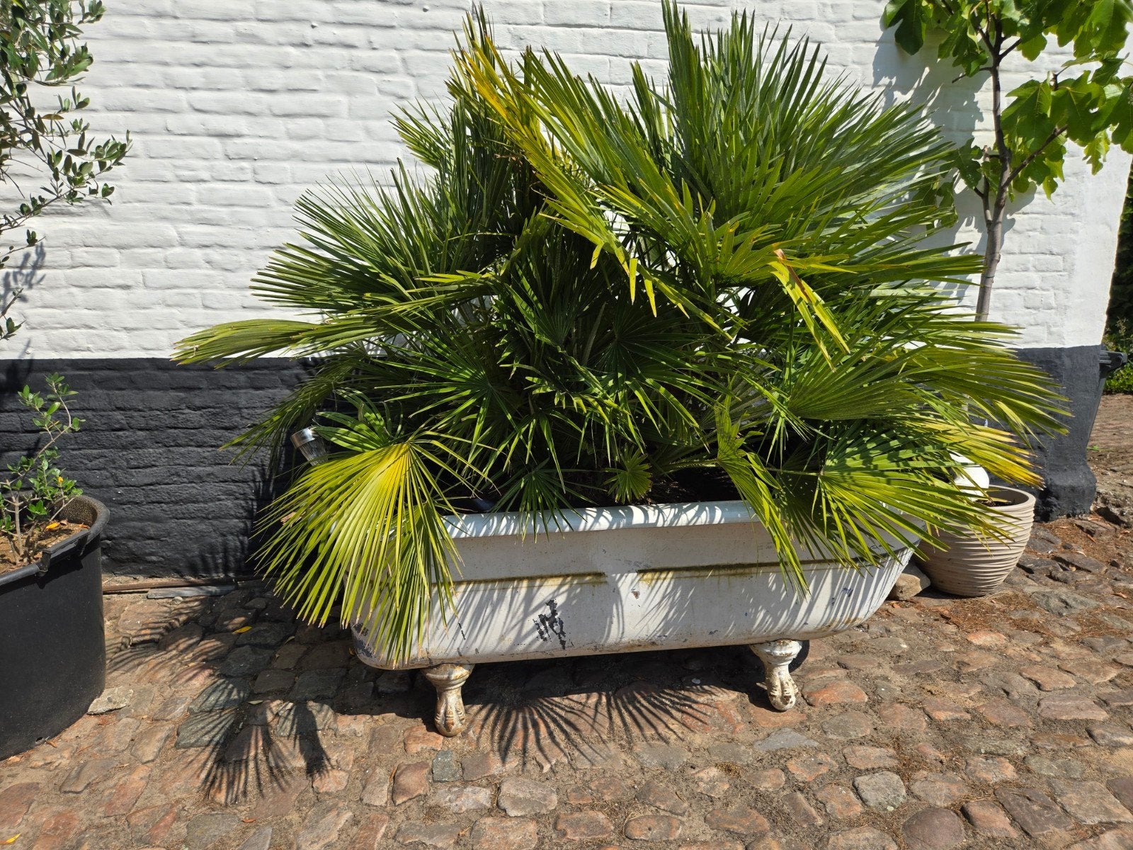 ancien bain américain des années 40 avec plante, Enlèvement