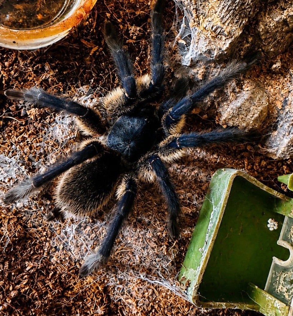 Monocentropus balfouri (babouin bleu de l'île de Socotra), Animaux & Accessoires