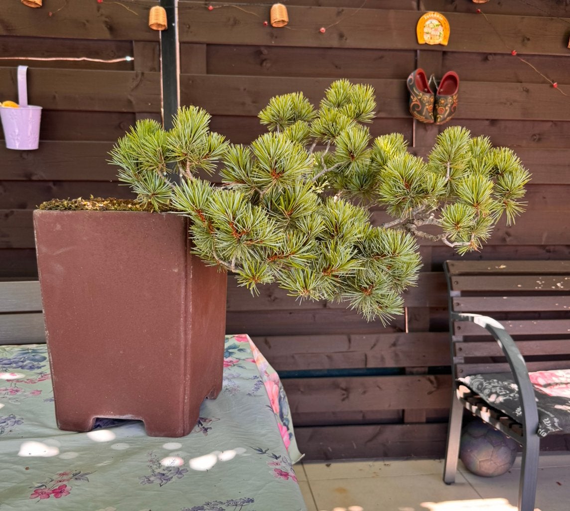 Bonsai Pinus pentaphylla-waterval, Overige soorten, Lente, Minder dan 100 cm, Ophalen