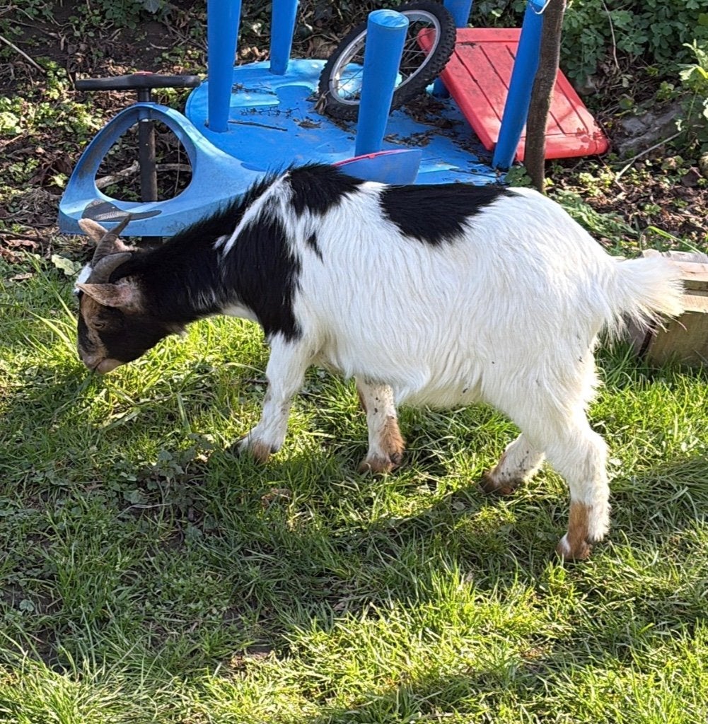 2miekes en 1 bok te koop, Meerdere dieren, Geit, 0 tot 2 jaar