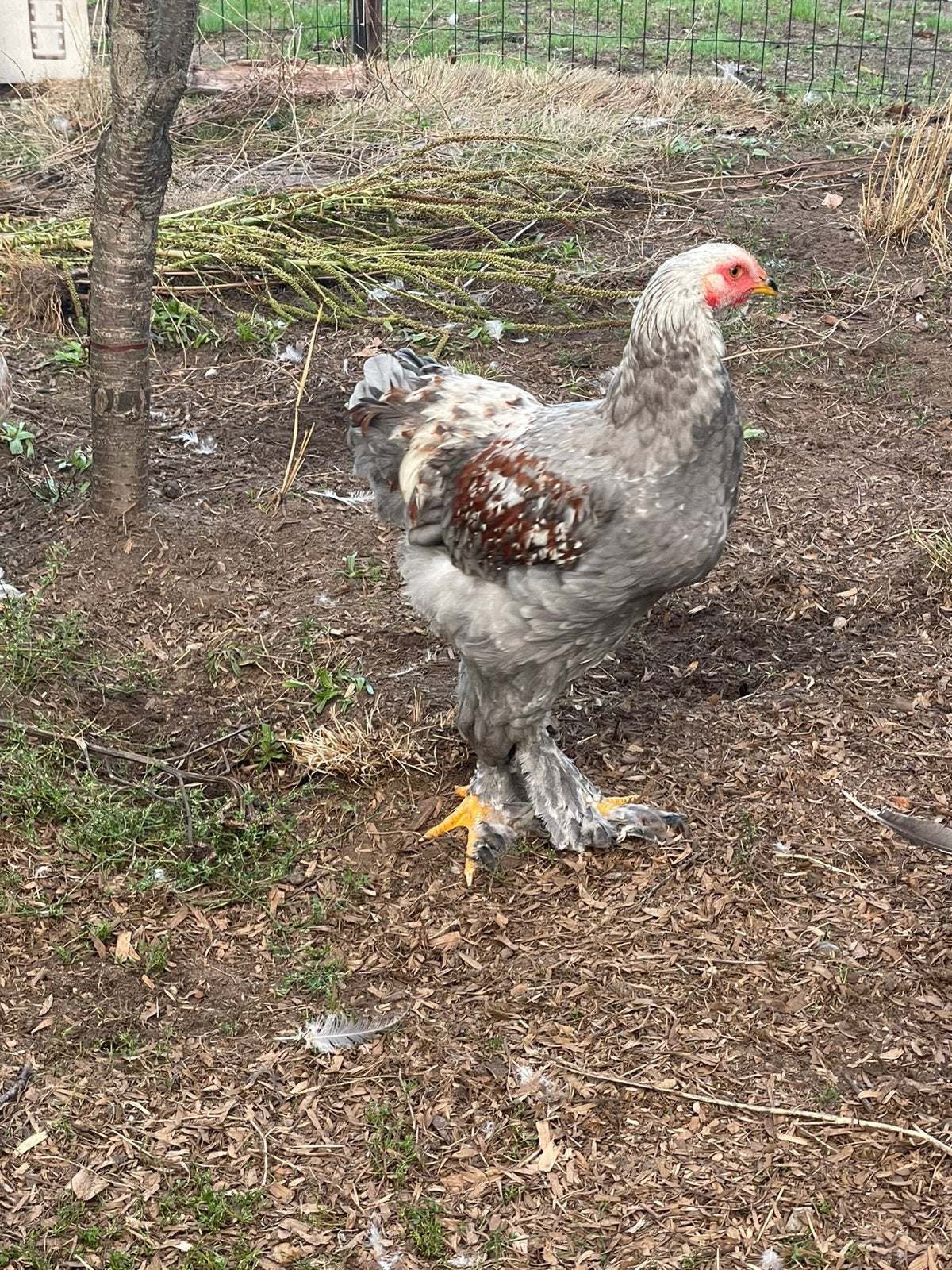 Brahma zalm haan, Dieren en Toebehoren, Mannelijk, Kip