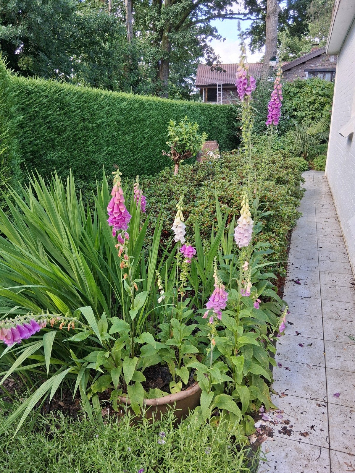 Digitalis, Ophalen