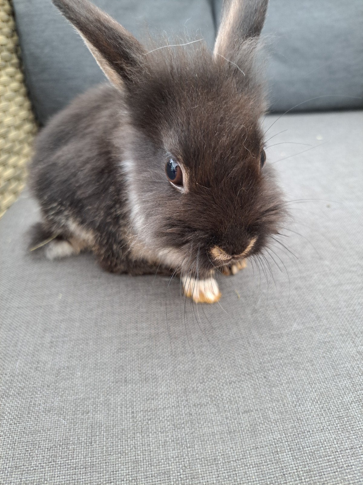 dwergkonijntje, Dwerg, 0 tot 2 jaar