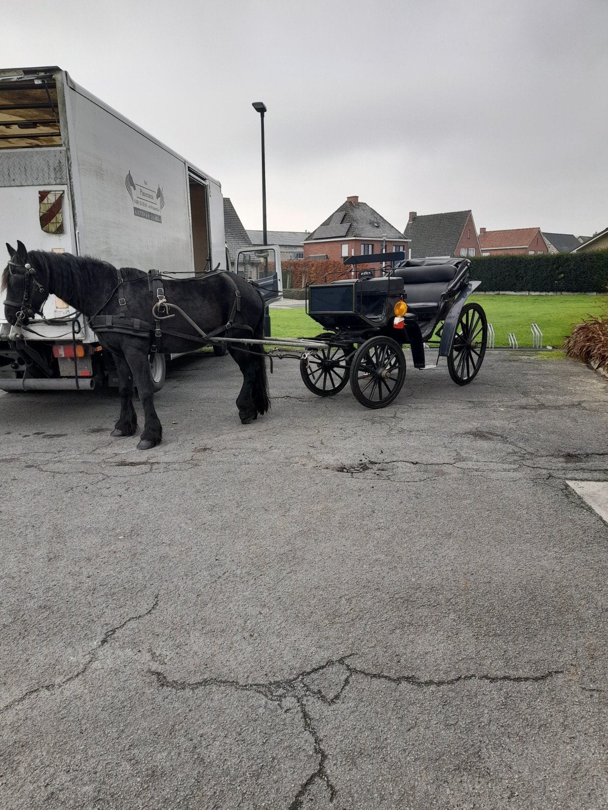 stadsvictoria, Dieren en Toebehoren