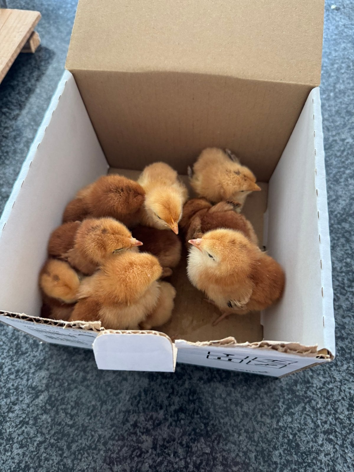Kuikens ( kunnen onder broedse kip), Poule ou poulet