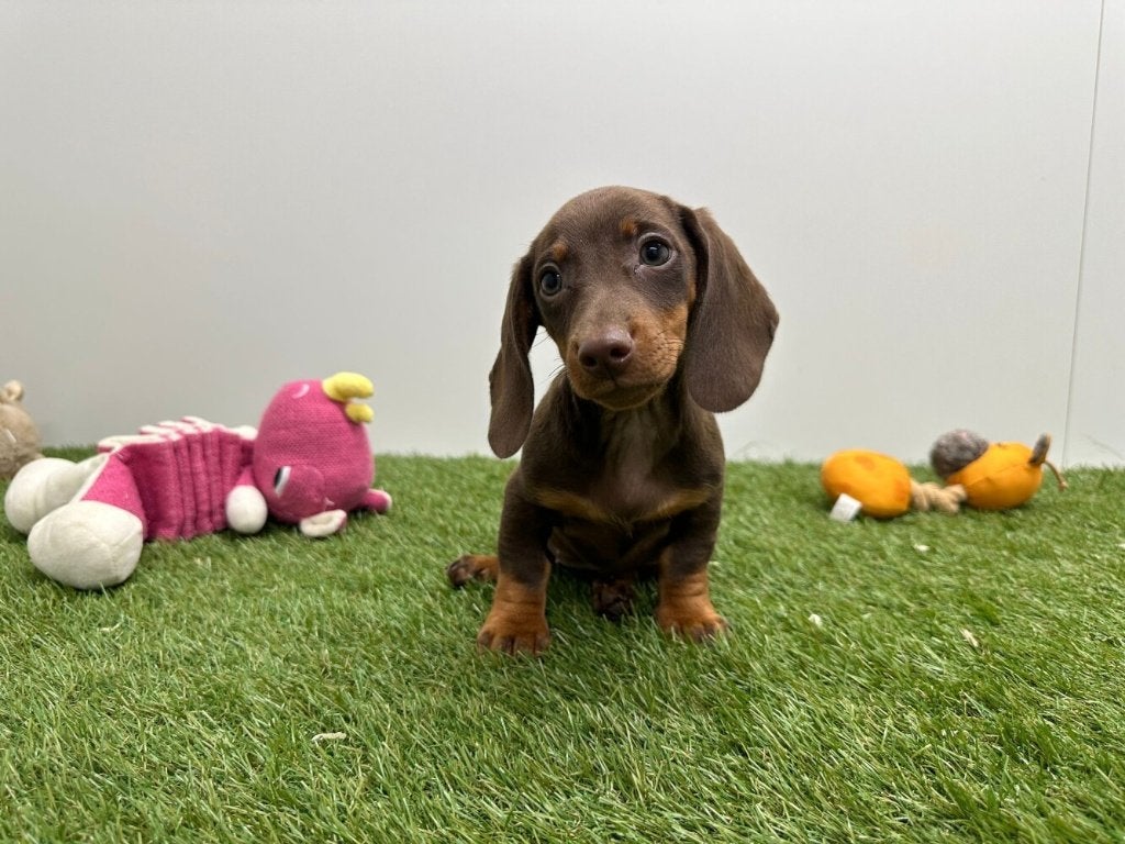 Gladharige Dwergteckel pups, Dieren en Toebehoren, Honden | Teckels en Dashonden, België, 8 tot 15 weken, Korthaar, Dwerg
