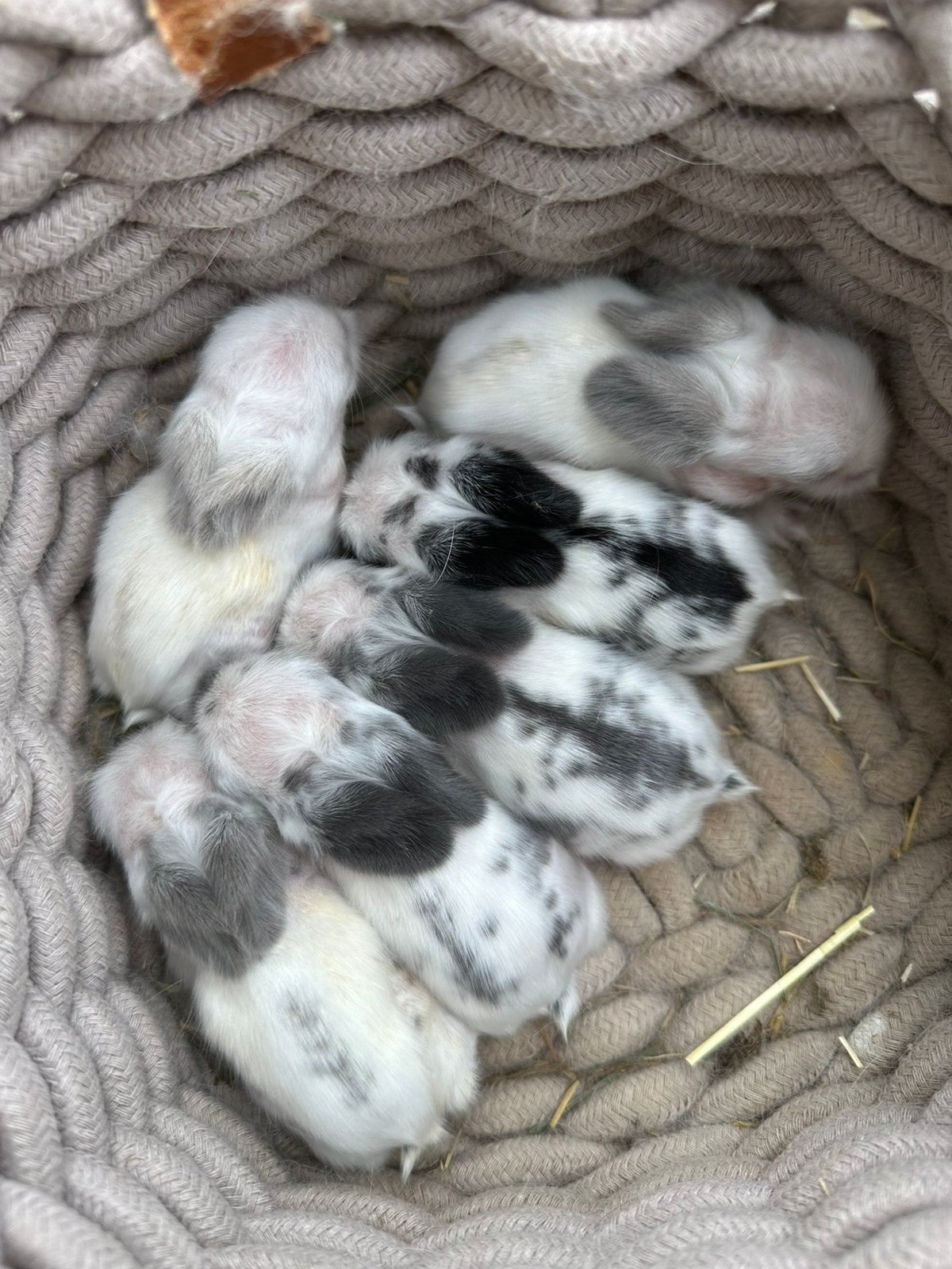 Lionlop kleintjes beschikbaar, Dieren en Toebehoren, Konijnen, Klein, Hangoor