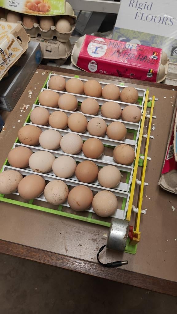 Broedeieren beschikbaar, Dieren en Toebehoren, Ophalen
