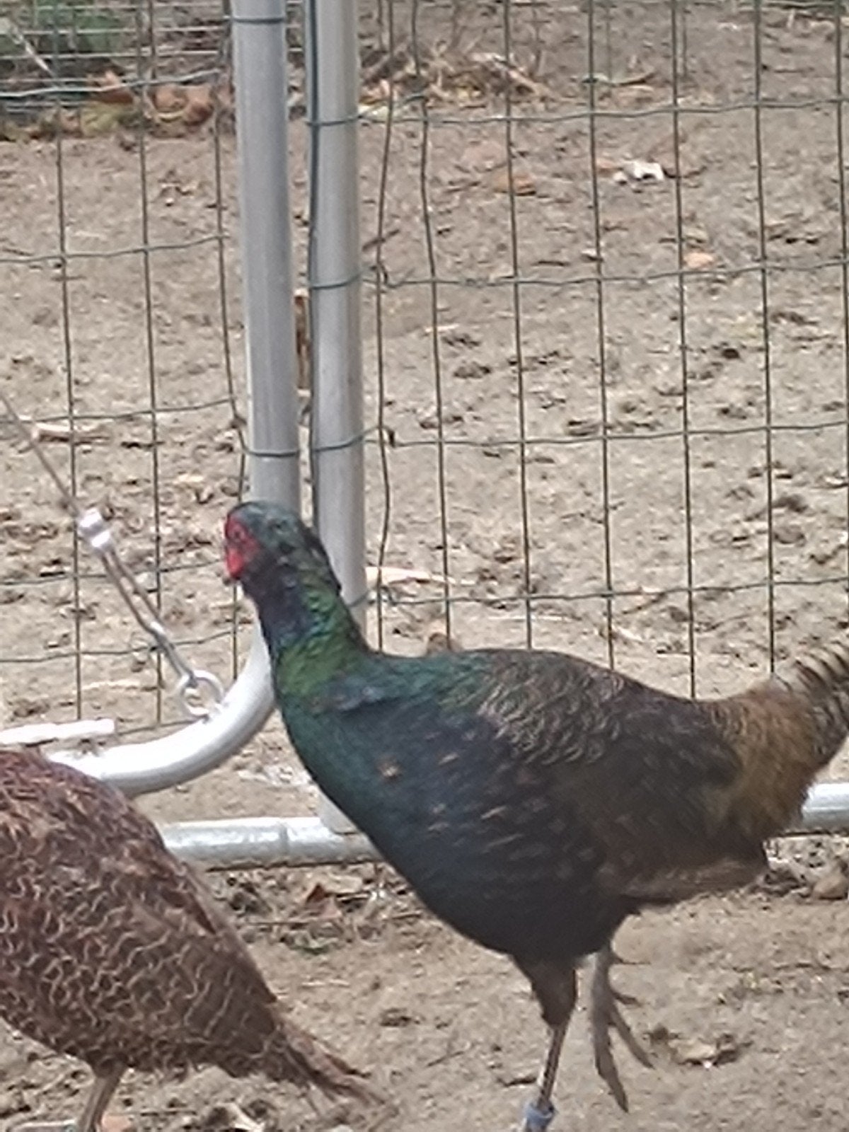 zwarte tenebrossus, Dieren en Toebehoren, Mannelijk, Overige soorten