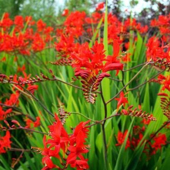Gezocht Rode Crocosmia, Ophalen, Overige soorten