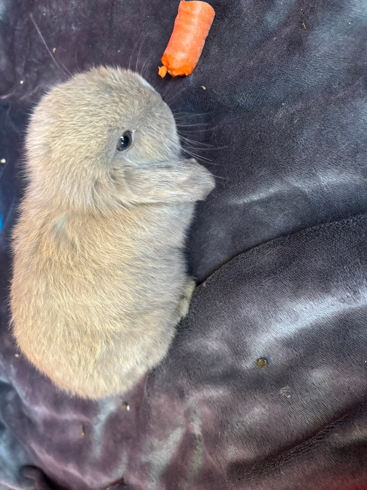 Minilop konijn te koop (vrouwtje), Animaux & Accessoires, Rongeurs, Mars, Domestique, Autres types, Femelle
