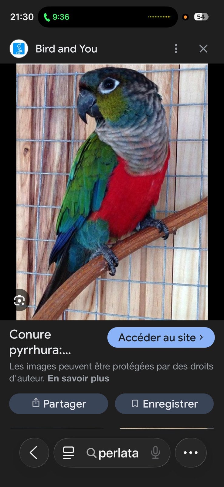 Conure, Animaux & Accessoires, Enlèvement ou Envoi