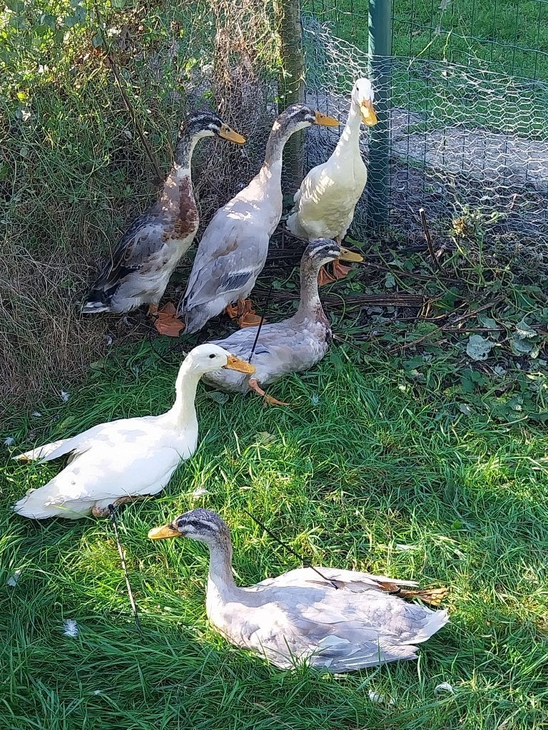 Loopeenden natuurbroed, Dieren en Toebehoren, Meerdere dieren, Eend