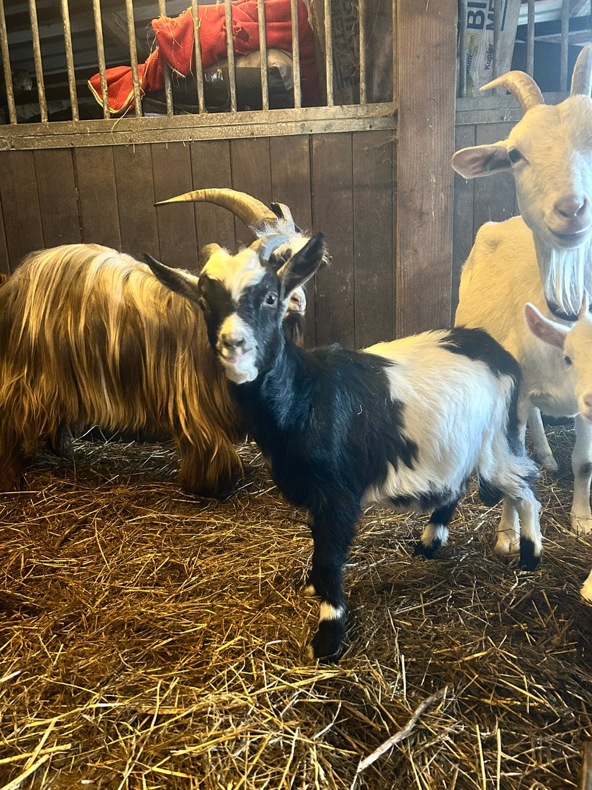 Nederlandse landgeit bokjes, Dieren en Toebehoren, Mannelijk, Geit, 0 tot 2 jaar