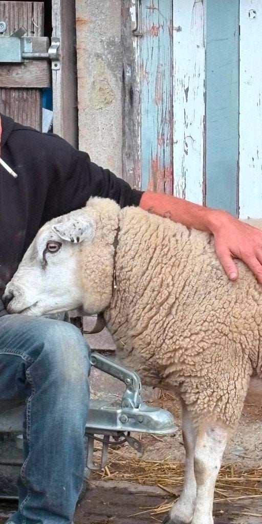 Persoon van roeselare gezocht van deze  schapenbuk