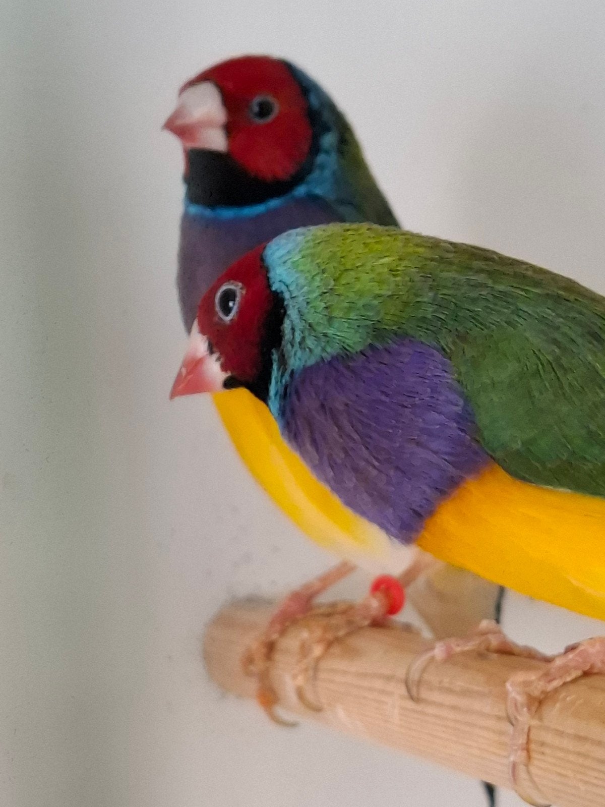 2 gouldamadine, Mannelijk, Tropenvogel, Geringd