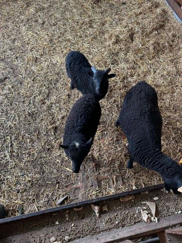 Ouessant bokje, Dieren en Toebehoren, Mannelijk, Schaap, 0 tot 2 jaar