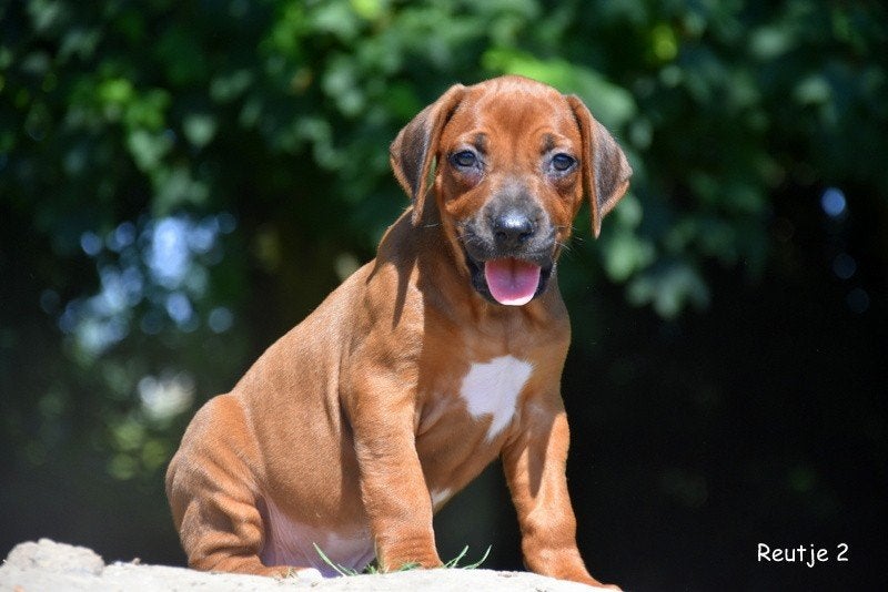 Prachtige Rhodesian Ridgeback pupjes, Dieren en Toebehoren, Honden | Beagles, Bassets en Lopende honden, Meerdere dieren, Overige rassen