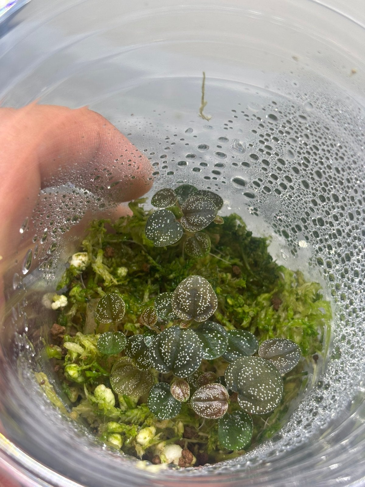 Peperomia cf antoniana, Ophalen of Verzenden, Nieuw, Tak, Plant, Rots of Steen