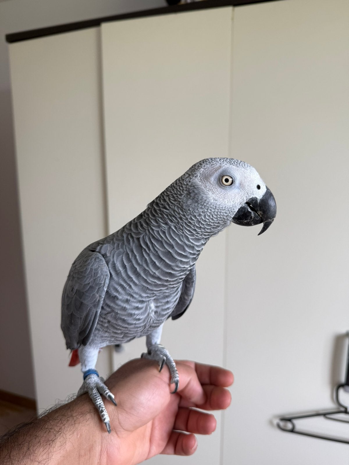 Handtamme .Grijze roodstaart, Dieren en Toebehoren, Vogels | Parkieten en Papegaaien, Papegaai, Pratend