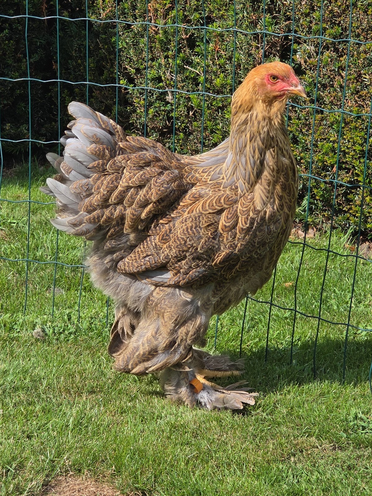 Brahma meerzomig blauwpatrijs hen