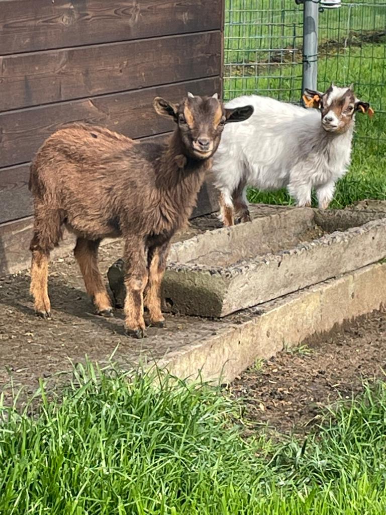 Mini geitjes, Dieren en Toebehoren, Schapen, Geiten en Varkens, Meerdere dieren, Geit, 0 tot 2 jaar