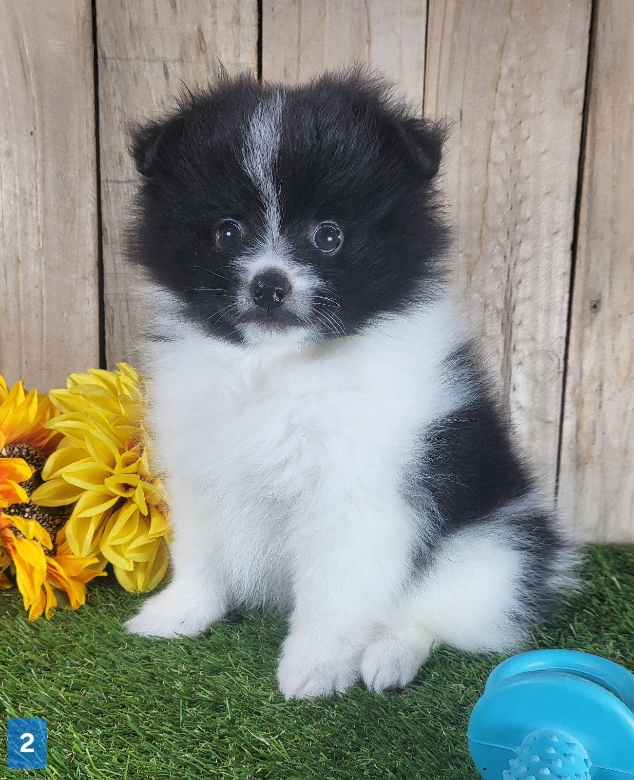 Pomeriaan pup / dwergkees pup / pomeranian pup / pom pup, Loulou, Maladie de Carré (chiens), Plusieurs, Belgique