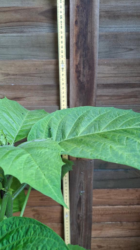 Engelenplant (bloem geel)., Ophalen, Vaste plant, Overige soorten, Halfschaduw