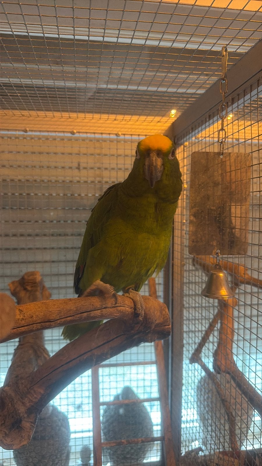 Amazone papegaai, Mâle, Perroquet, Parleur