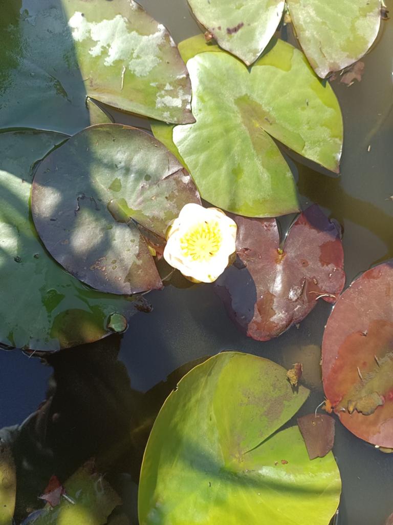 Witte waterlelie, Ophalen