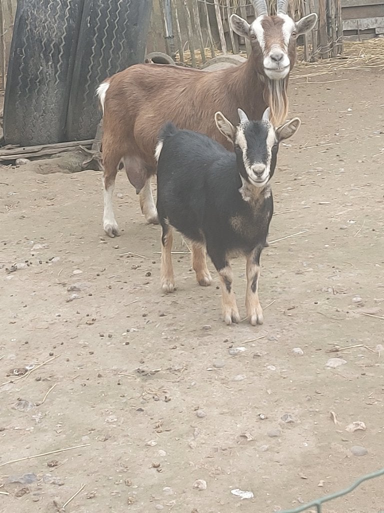 <1 jarige mooie geitjes, Dieren en Toebehoren, Vrouwelijk, Geit, 0 tot 2 jaar