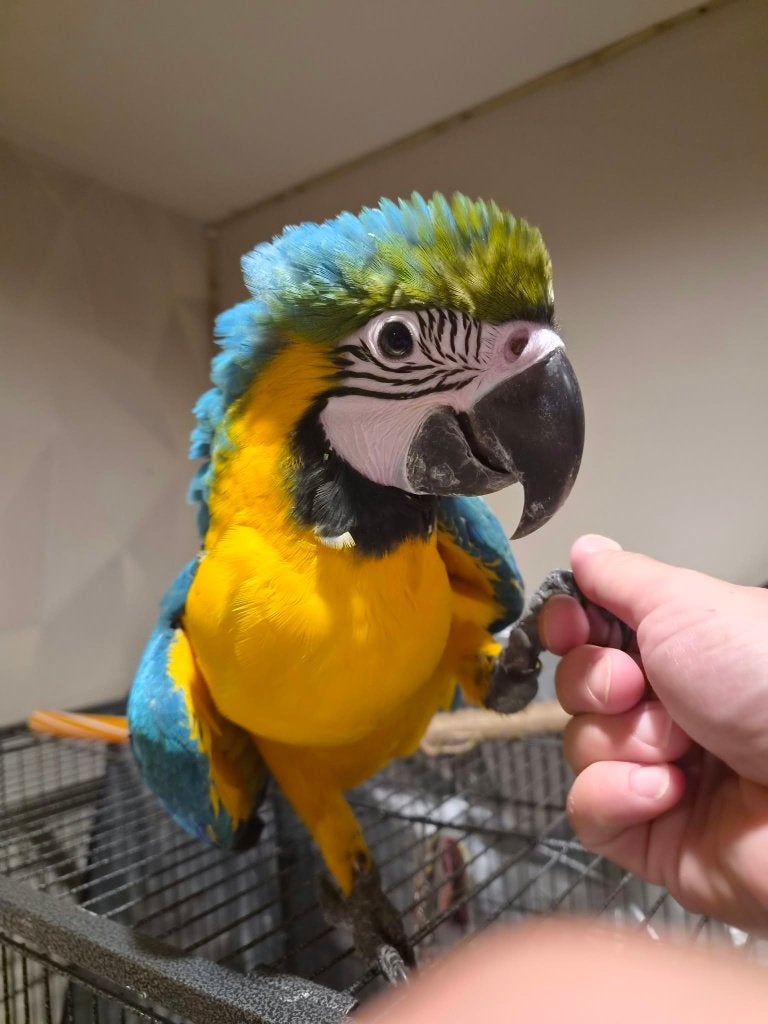 SUPERLEUKE blauw gele EAM ara's met attesten te reserveren, Dieren en Toebehoren, Meerdere dieren, Papegaai, Tam