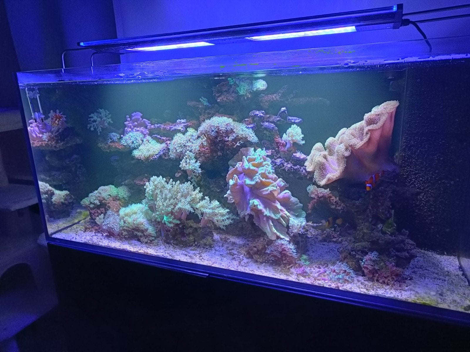 Zeeaquarium Red Sea Reefer 350, Ophalen, Red Sea, Gevuld zeewateraquarium, Zo goed als nieuw