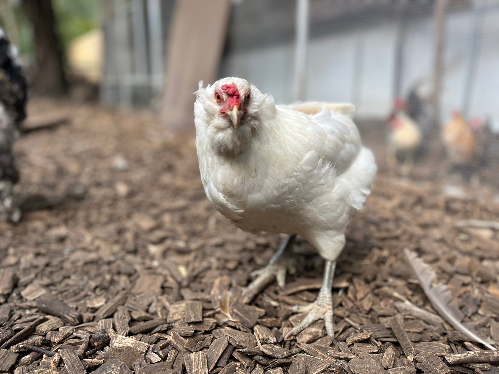 Araucana en groenlegger, Dieren en Toebehoren, Pluimvee
