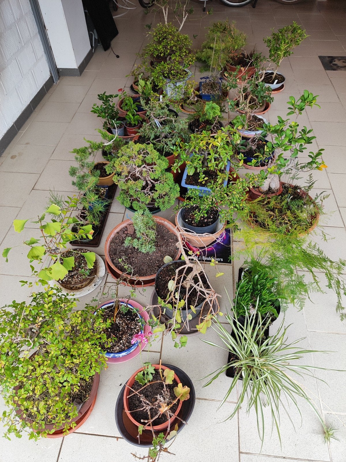 Mooi lot bonsaiplanten, Tuin en Terras, Planten | Tuinplanten, Ophalen