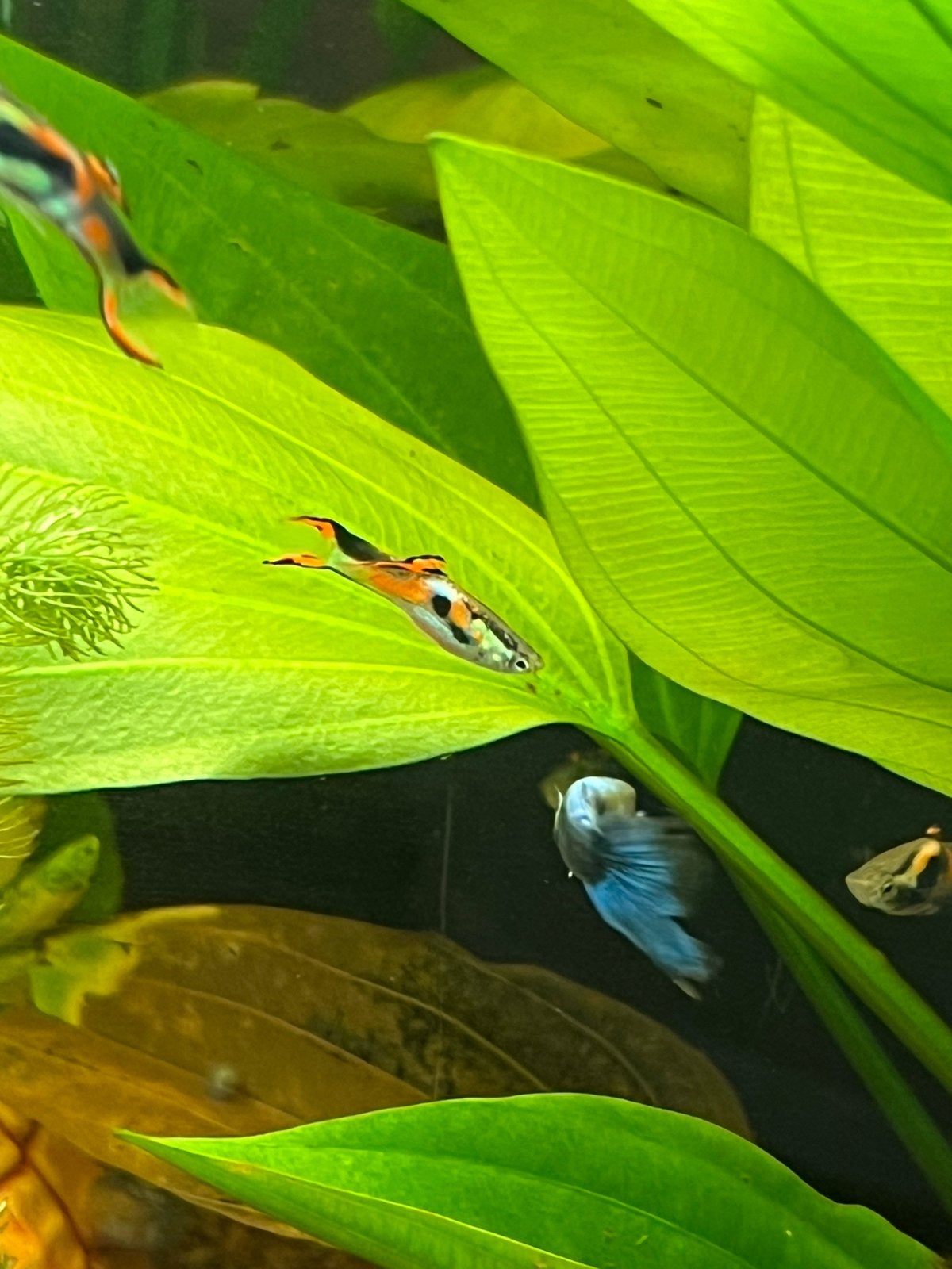 Guppies, Dieren en Toebehoren, Vis, Zoetwatervis, Schoolvis
