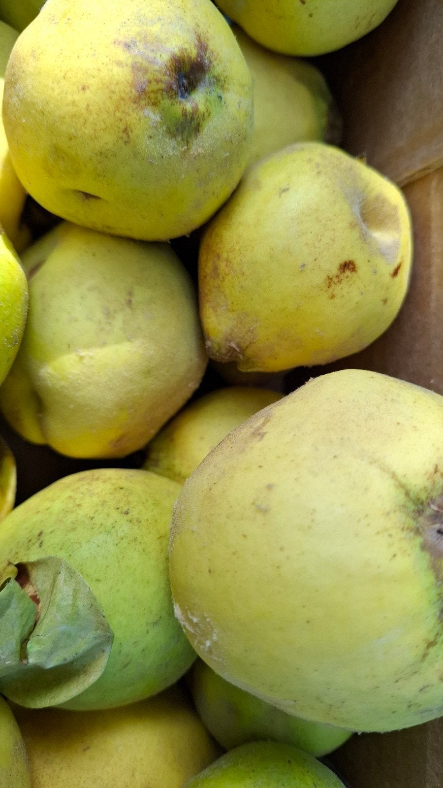 Bio kweeperen bio confituur gelei taart compote, Ophalen of Verzenden