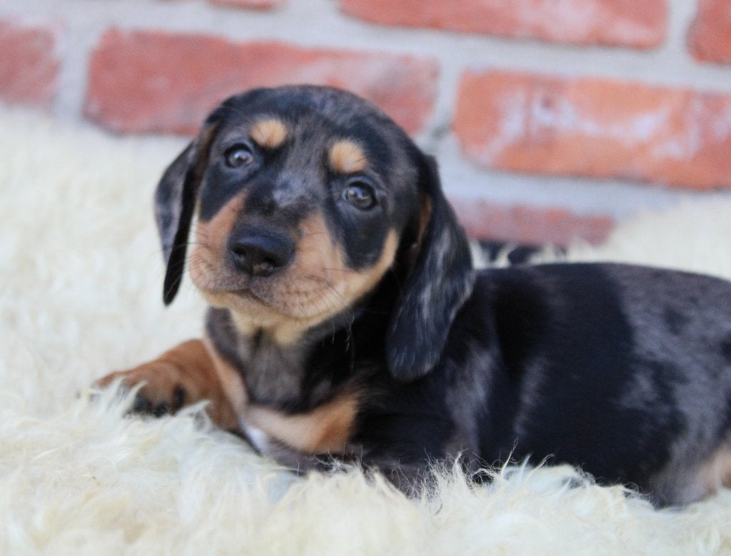 Teckel pup Merle korthaar, Dieren en Toebehoren, Honden | Teckels en Dashonden, Parvo, België, Reu, 8 tot 15 weken