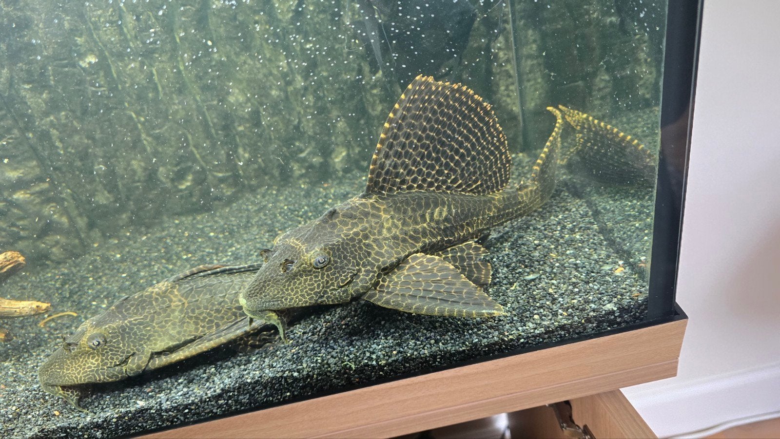 2 pleco, Dieren en Toebehoren