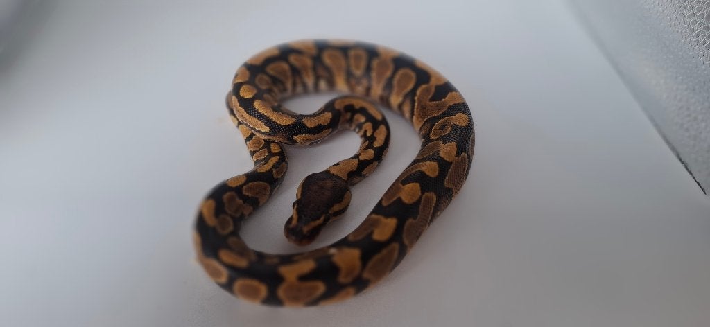 Python regius yellowbelly/gravel  possible het clown, Animaux & Accessoires, Enlèvement