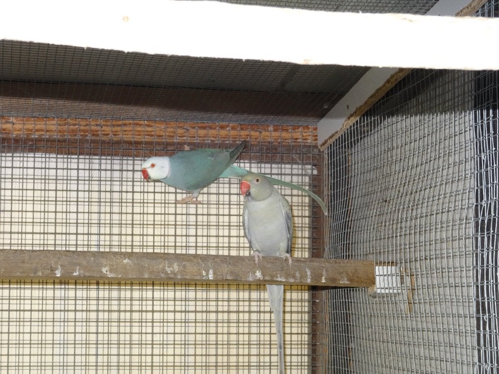 Halsbanden, Dieren en Toebehoren, Vogels | Parkieten en Papegaaien, Mannelijk, Parkiet