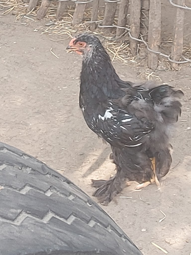 4 maand oude brahma haan, Mâle, Poule ou poulet