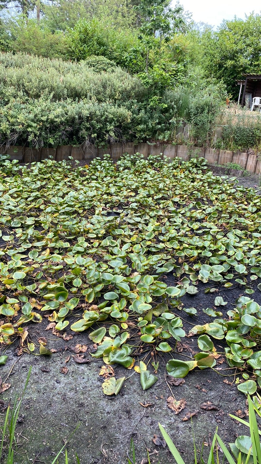 Waterlelies te koop., Jardin & Terrasse, Étangs, Enlèvement