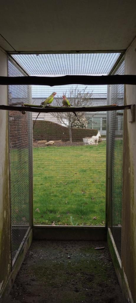 Princess of Wales man, Dieren en Toebehoren, Vogels | Parkieten en Papegaaien