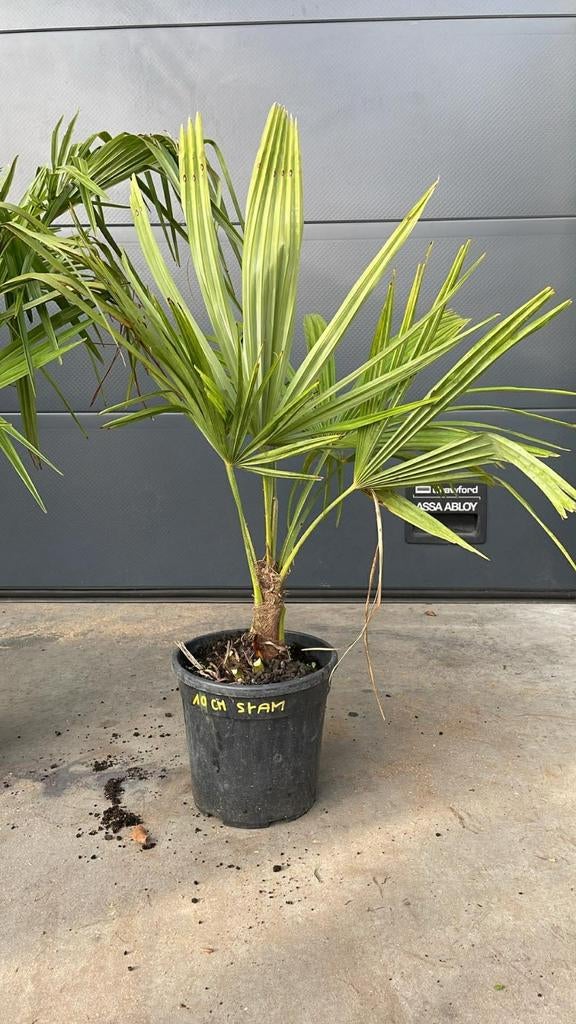‼️palmbomen trachycarpus fortunei aan stuntprijzen ‼️, Ophalen