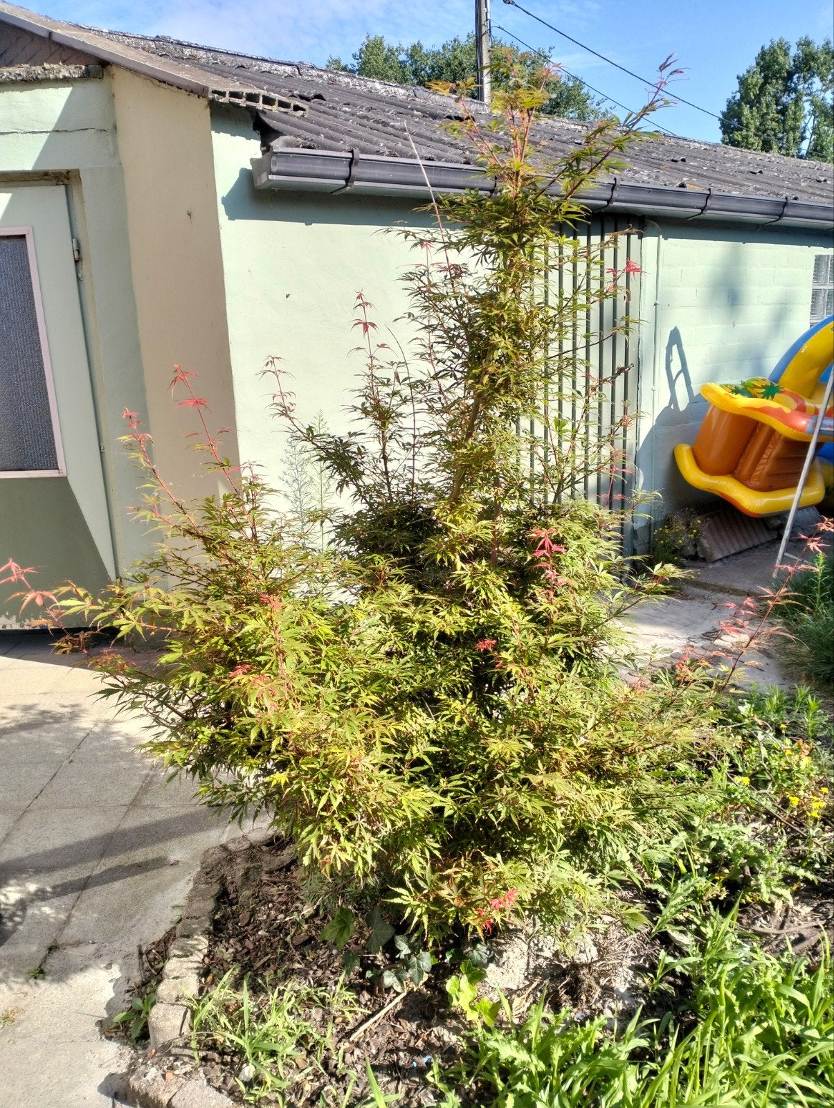 Boompje en struik, Tuin en Terras, Ophalen