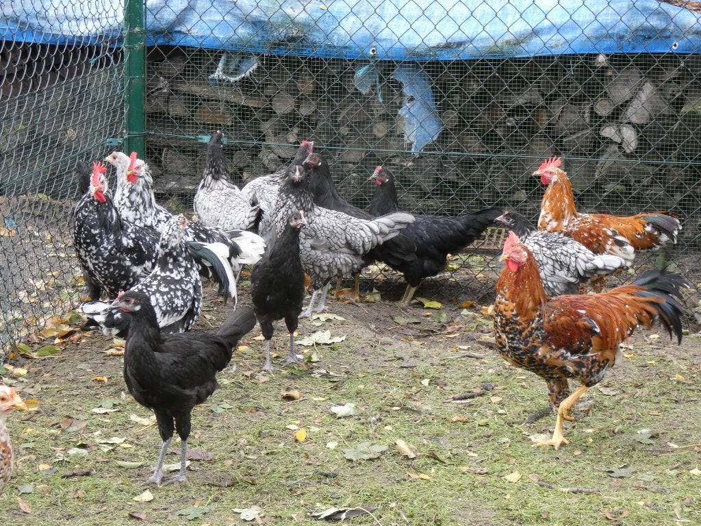 jonge legkippen leghorns en andalusiers, Dieren en Toebehoren, Meerdere dieren, Kip