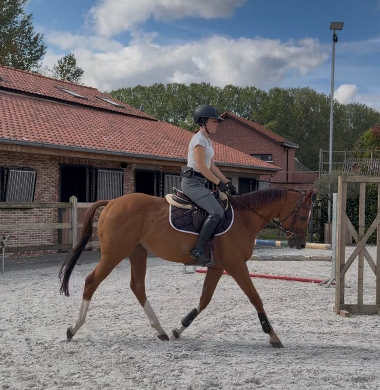 Knappe 9 jarige ruin, Dieren en Toebehoren, Ruin, 7 tot 10 jaar, 160 tot 165 cm, Recreatiepaard