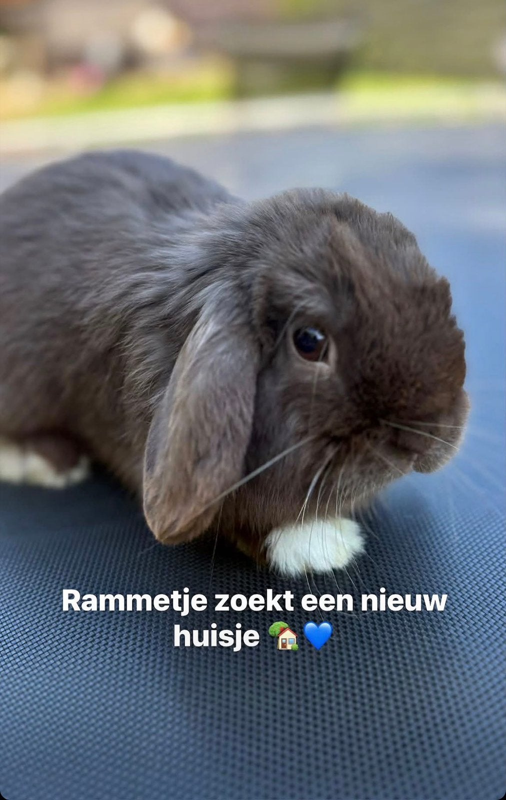 Minilop ram, Animaux & Accessoires