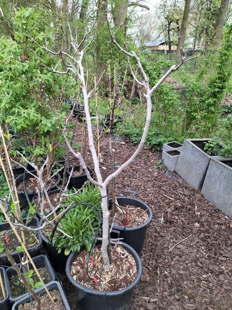 Prachtige vijg op stam leuk boompje, Tuin en Terras, Ophalen